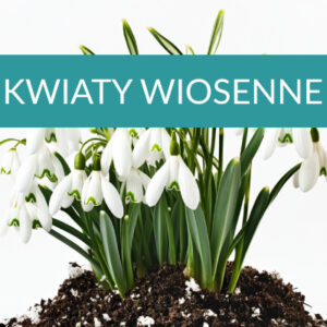Kwiaty Wiosenne
